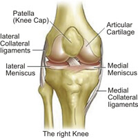 Knee Joints